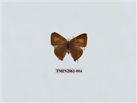 藏品(堇彩燕灰蝶)的圖片